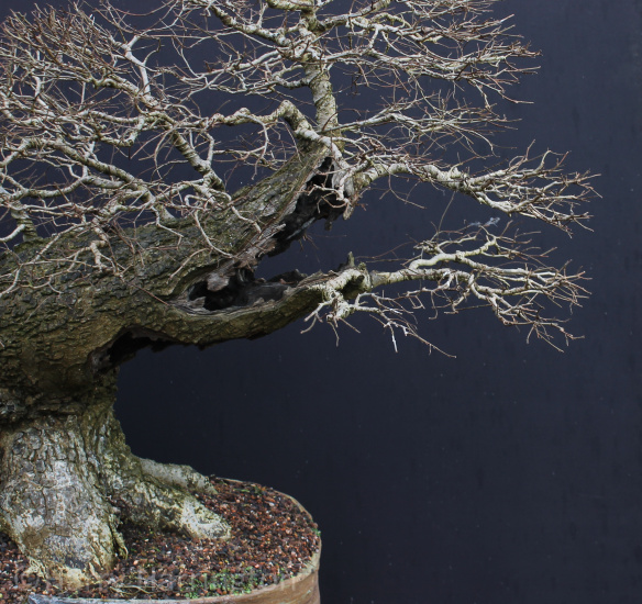 elm bonsai